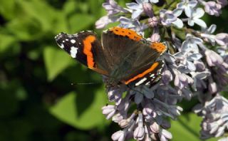 Atalanta (Vanessa atalanta)