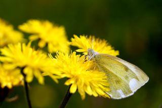 Yalanc Beyazmelek (Pieris pseudorapae)