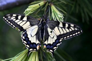 Krlangkuyruk (Papilio machaon)