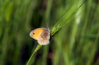 Kk Zpzp Perisi (Coenonympha pamphilus)