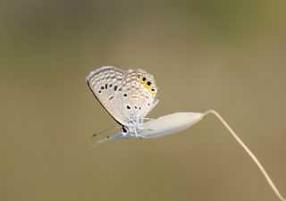 Mcevher Kelebei (Chilades trochylus)