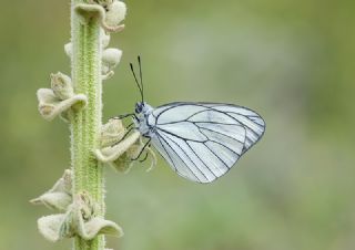 Al Beyaz (Aporia crataegi)