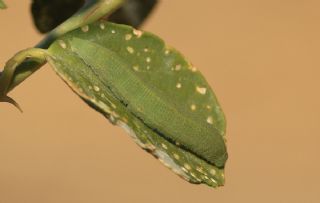 Mezopotamya Kolotisi (Colotis fausta)