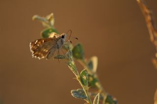 Hatmi Zpzp (Carcharodus alceae)