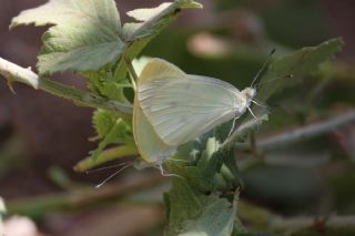 Kk Beyazmelek (Pieris rapae)