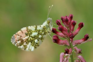 Turuncu Ssl (Anthocharis cardamines)