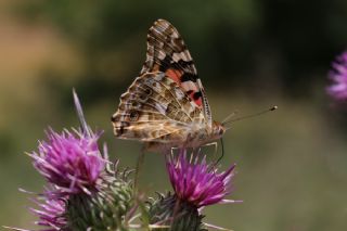 Diken Kelebei (Vanessa cardui)