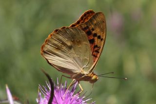 Bahadr (Argynnis pandora)