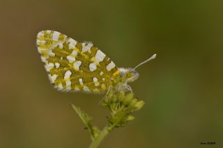 Da Oykls (Euchloe ausonia)