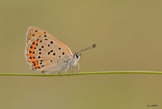 Ate Bakr Gzeli (Lycaena candens)