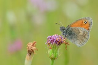 Kk Zpzp Perisi (Coenonympha pamphilus)