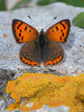 Benekli Bakr Gzeli (Lycaena phlaeas)