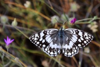 Anadolu Melikesi (Melanargia larissa)