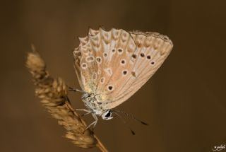 okgzl Dafnis (Polyommatus daphnis)