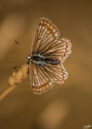 okgzl Dafnis (Polyommatus daphnis)