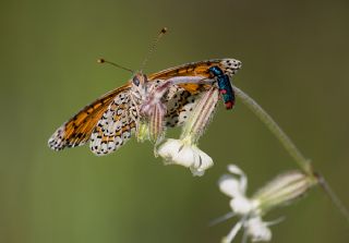 Gzel parhan (Melitaea trivia)