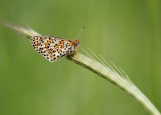 Gzel parhan (Melitaea trivia)