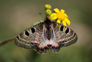 Yalanc Apollo (Archon apollinus)