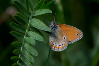 Rus Zpzp Perisi (Coenonympha leander)