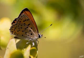 Alev Ategzeli (Lycaena kefersteinii)