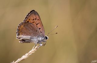 Da Atei (Lycaena thetis)