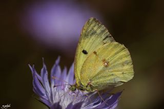 Gzel Azamet (Colias alfacariensis)