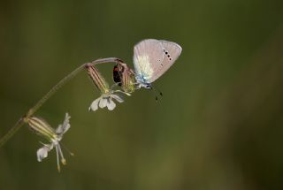 Karagz Mavisi (Glaucopsyche alexis)