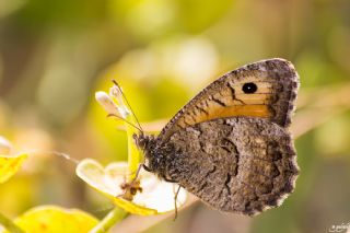 Seyit (Arethusana arethusa)