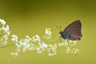 Byk Sevbeni (Satyrium ilicis)