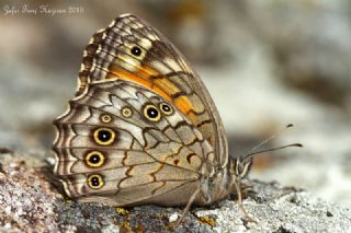 Aa Esmeri (Kirinia roxelana)