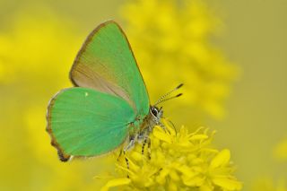 Zmrt (Callophrys rubi)