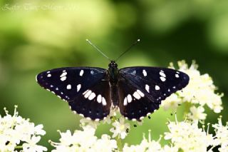 Akdeniz Hanmeli Kelebei (Limenitis reducta)