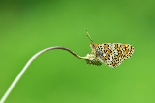 Benekli Byk parhan (Melitaea phoebe)