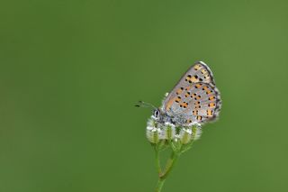 Anadolu Gelincii (Tomares nogelii)