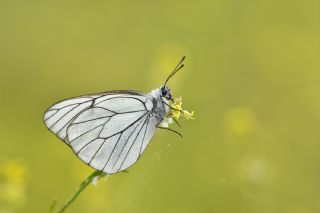 Al Beyaz (Aporia crataegi)