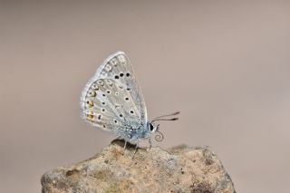 okgzl Kk Turan Mavisi (Polyommatus cornelius)