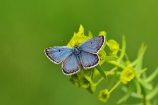 okgzl Balkan Mavisi (Aricia anteros )