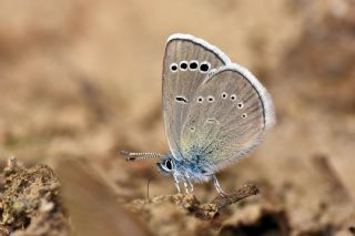 Anadolu Karagz Mavisi (Glaucopsyche astraea)