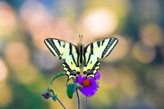 Kaplan Krlangkuyruk (Papilio alexanor)