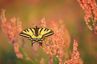 Kaplan Krlangkuyruk (Papilio alexanor)