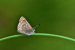 Akbes Gelincii (Tomares nesimachus)