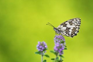 Orman Melikesi (Melanargia galathea)