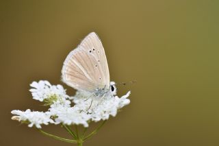 okgzl Anadolu Beyaz (Polyommatus menalcas)