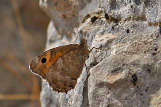 Turan Yalanccads (Pseudochazara telephassa)