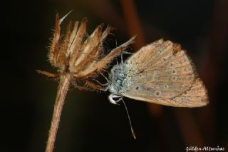 Anormal okgzl (Polyommatus admetus)