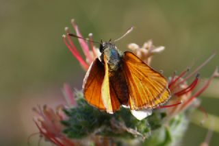 Sar Antenli Zpzp (Thymelicus sylvestris)