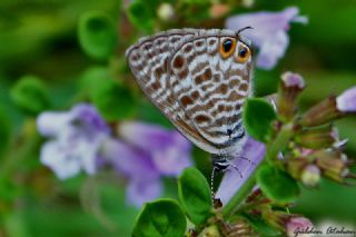 Mavi Zebra (Leptotes pirithous)