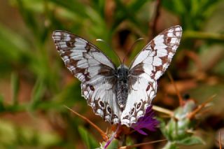 Akdeniz Melikesi (Melanargia titea)