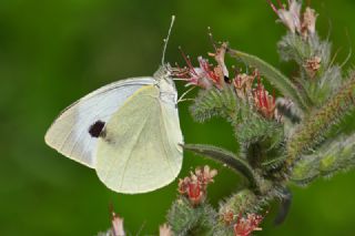 Byk Beyazmelek  (Pieris brassicae)