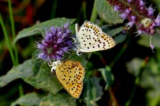 sli Bakr Gzeli (Lycaena tityrus)